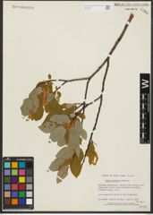 Foto von Salix pyrifolia Andersson